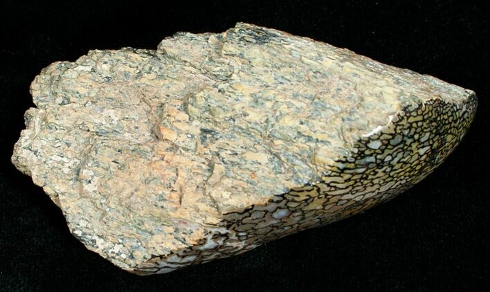 Agatized Dinosaur Bone Chunk (Polished) #6440